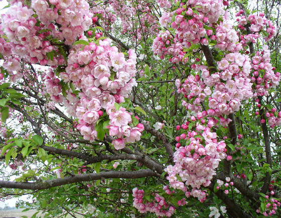 crabapples-5-9-09.jpg