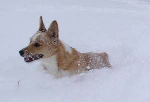 freya-snowplow-12-16-07..jpg