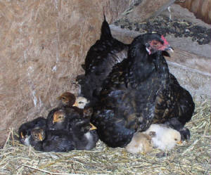 hen-chicks2-6-06.jpg