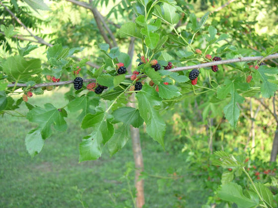 mulberries2-6-28-08.jpg