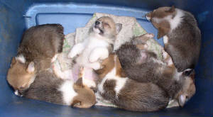 puppies-tote-nap-11-17-09.jpg