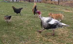 puppy-herding-fowl-3-25-10.jpg