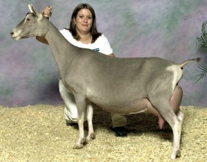 ch-welbian-farms-whins-madison-ex93.jpg