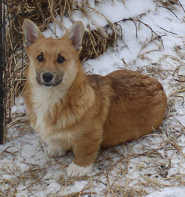 felix-sit-fence-1-12-10.jpg