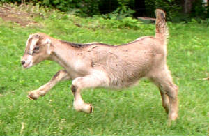 sleed-gallop-6-6-06.jpg